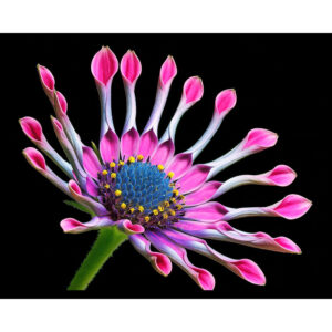 African Daisy