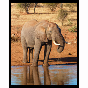 African Elephant