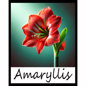 Flower Series: Amaryllis