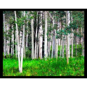 Aspen Trees