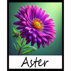 Flower Series: Aster