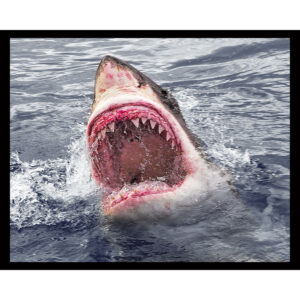 Attack Great White Shark