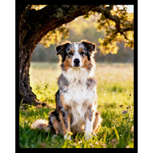 Australian Shepherd Under Tree