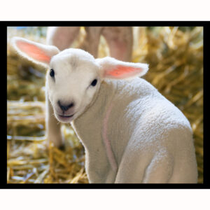 Baby Ewe