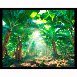 Banana Grove