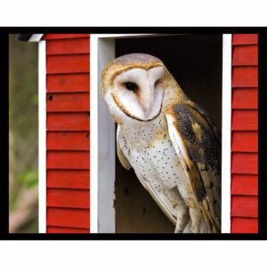 Barn Owl