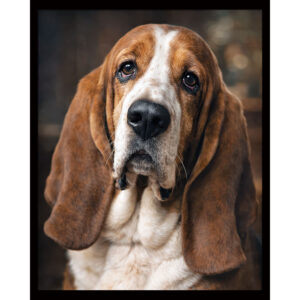 Basset Hound Portrait