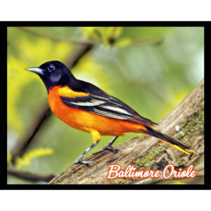 Bird Series #02 - Baltimore Oriole