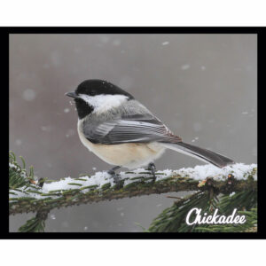 Bird Series #03 - Chickadee