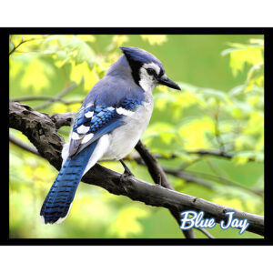 Bird Series #04 - Blue Jay