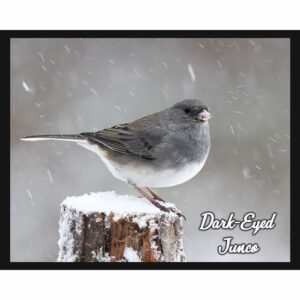Bird Series #05 - Dark Eyed Junco