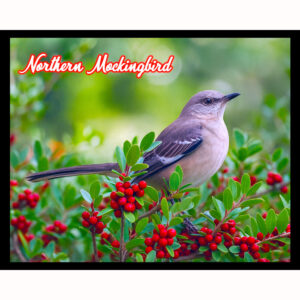 Bird Series #06 – Northern Mockingbird
