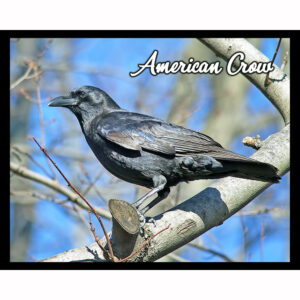 Bird Series #07 - American Crow