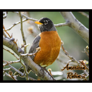 Bird Series #08 - American Robin