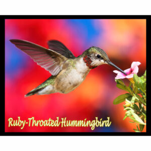 Bird Series #09 - Ruby-Throated Hummingbird
