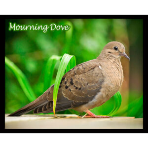 Bird Series #10 - Mourning Dove