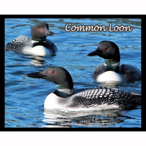 Bird Series #11 - Common Loon