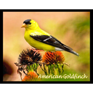 Bird Series #12 - American Goldfinch