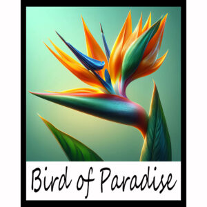 Flower Series: Bird of Paradise