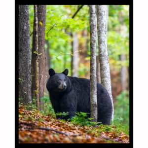 Black Bear
