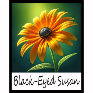 Flower Series: Black-Eyed Susan