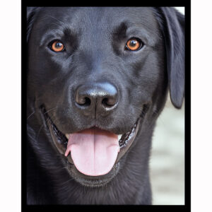 Black Lab