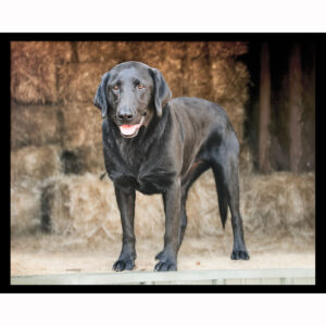 Black Lab in Barn