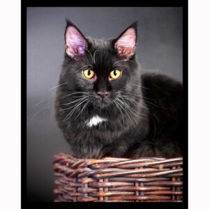 Black Maine Coon
