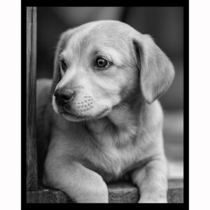Black and White Puppy