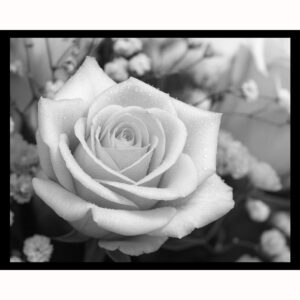 Black and White Rose