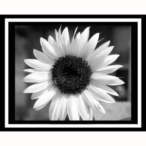 Black and White Sunflower
