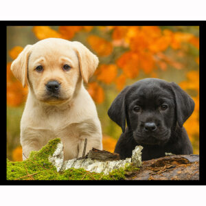 Yellow and Black Labs
