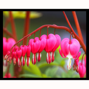 Bleeding Heart