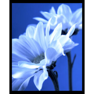 Blue Flower