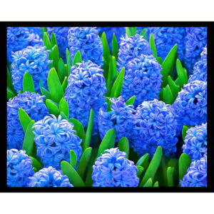 Blue Hyacinths