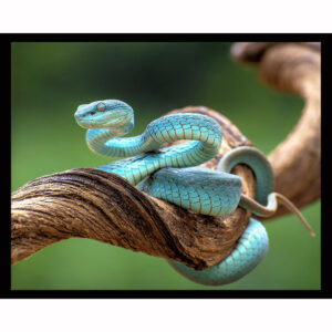 Blue Viper Snake