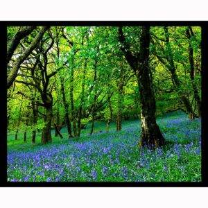 Bluebell Fairyland