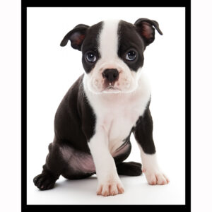 Boston Terrier Puppy