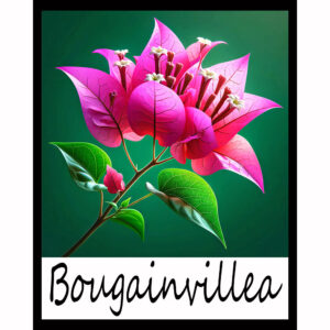 Flower Series: Bougainvillea