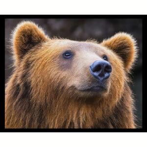 Brown Bear