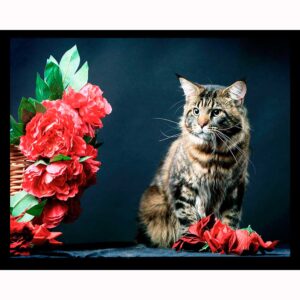 Brown Tabby Maine Coon