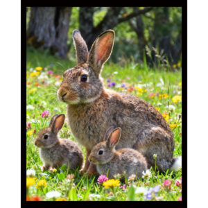 Bunny Family