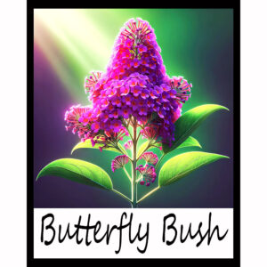 Flower Series: Butterfly Bush