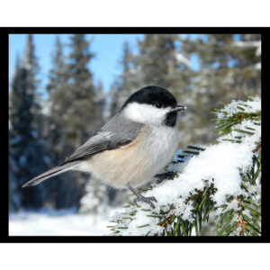 Chickadee on Snowy Fir