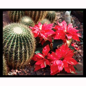 Cactus and Poinsettia