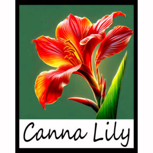 Flower Series: Canna Lily