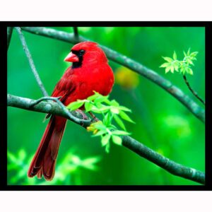 Cardinal