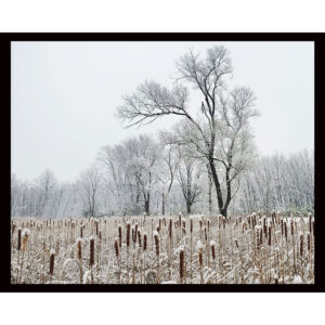 Cattails in Winter