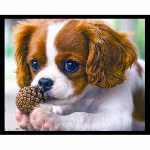 Cavalier King Charles Spaniel Puppy