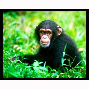 Chimpanzee